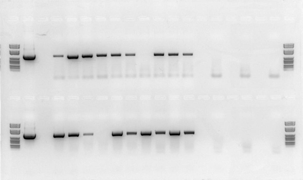 Results PCR screening with OrMV-CP primers 18 lines positive out of 20 screened M pl+ 1 2 3 4 5 6 7 8 9 10 pc A2 - M M pl+ 11 12 13 14 15 16 17 18 19 20 pc A2 - M PCR