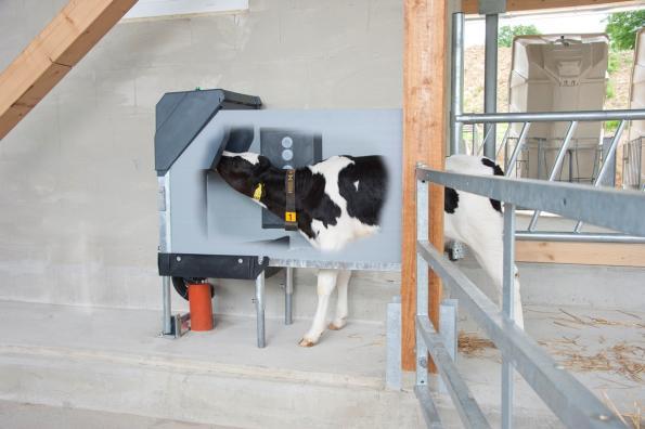 at Cockle Park (Calves at Nafferton to 8-10 weeks) Investment Automatic Calf Feeder Cubicle installation at