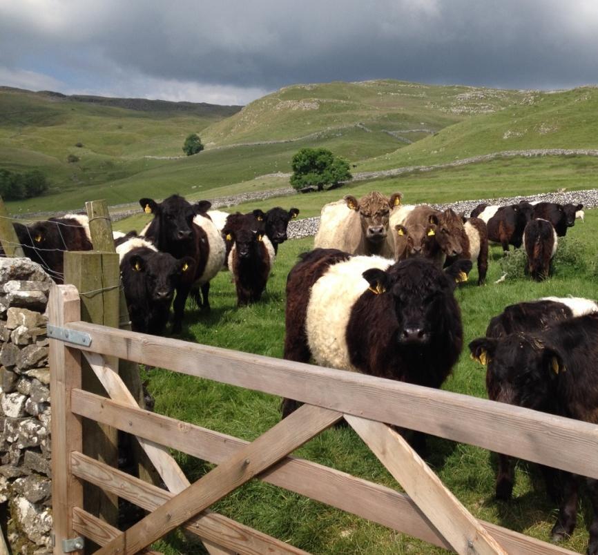HILL TOP FARM Built up to 1100 acres, split between Malhamdale and Littondale; Bought 200 acres; 500 acres rented from private landlords; 100 acres rented from National Trust; All