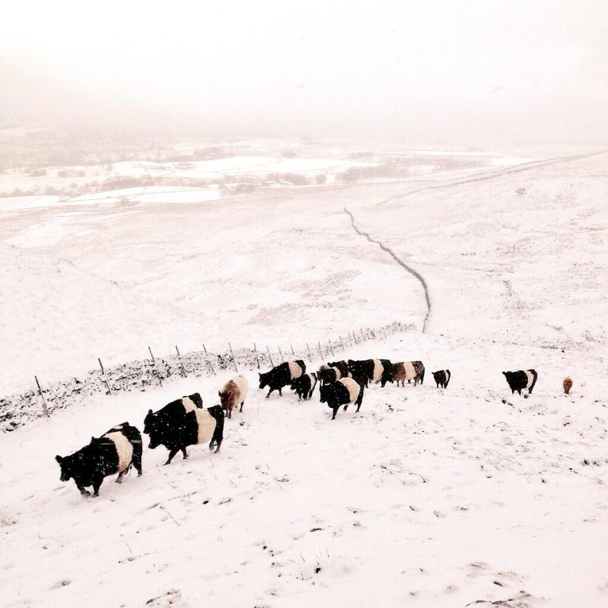 HILL TOP FARM 20 Belted Galloway breeding cattle introduced in 2003; 120 in total; Hardy native breed; Out wintered on the hill, fed hay in adverse