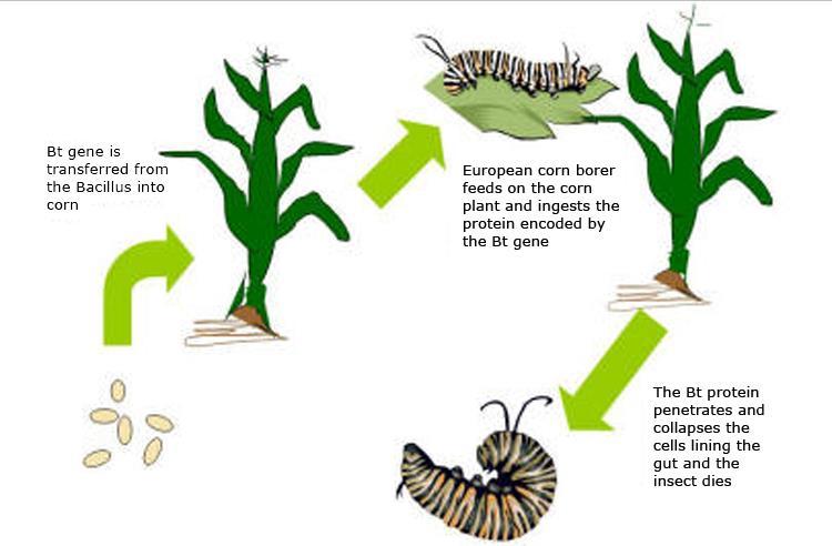 https://sites.google.com/site/btmaize/what-is-bt-maize IB BIO 3.5 29 Skills S3: Analysis of data on risks to monarch butterflies of Bt crops.