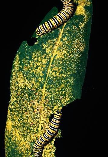 http://images.the-scientist.com/content/figures/images/yr1999/june/jun_art/caterpillar.jpg IB BIO 3.5 32 Skills S3: Analysis of data on risks to monarch butterflies of Bt crops.