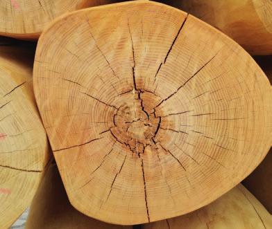 The fact is that this is restricted to the area around the pith and the essential part of the wood is not affected by it and is healthy for many years.