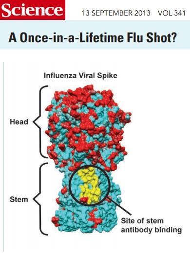 Vaccine Development The Need for a Universal Flu Vaccine Up to 50,000 U.S.