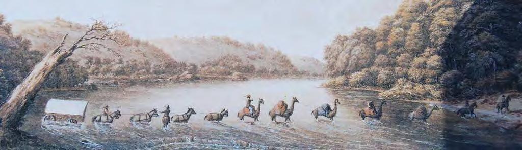 Camels crossing a West Texas stream - From a painting by an unknown soldier who may have been with the Echols or Hartz topographical engineering expeditions Same location as