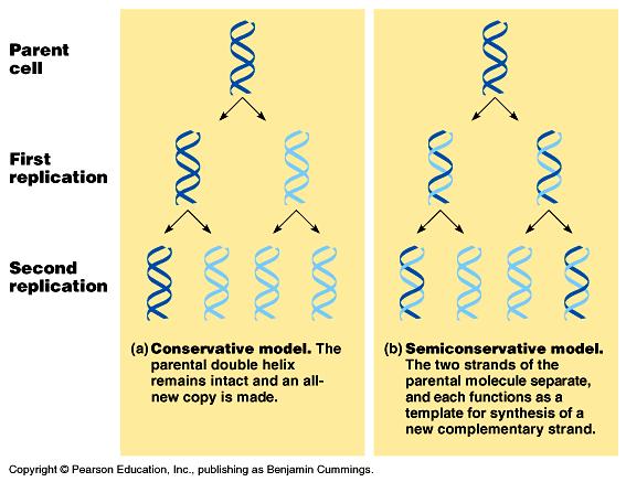 B. Replication is Semiconservative 1. DNA replication is semiconservative because each daughter double helix has one parental strand and one new strand. 2.