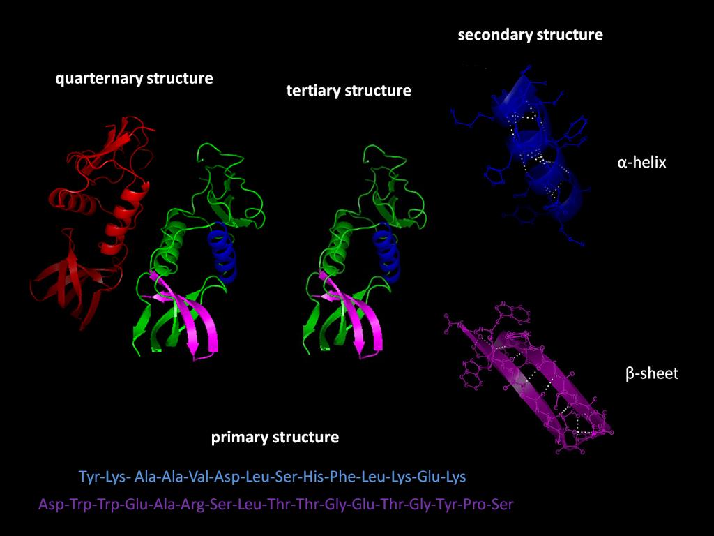 Primary structure (1 ) sequence of amino acids Secondary structure (2 ) ini9al folding alpha(α) helices or beta(β) sheets in