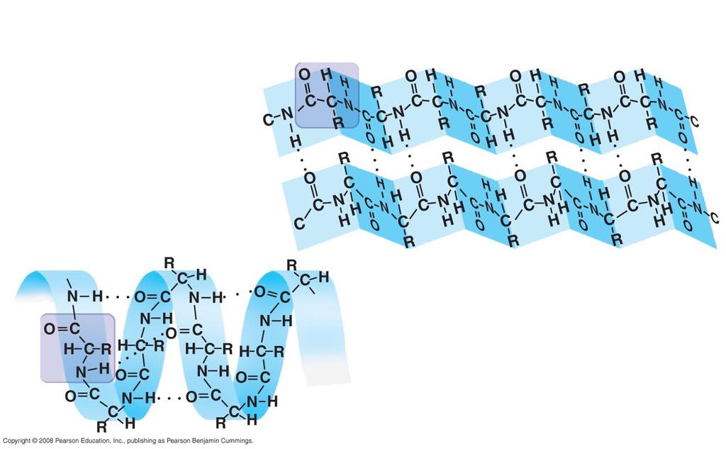 hydrogen bonds between backbones of amino acids α helices Not R groups coiled H-bond between every fourth amino acid α kera9n
