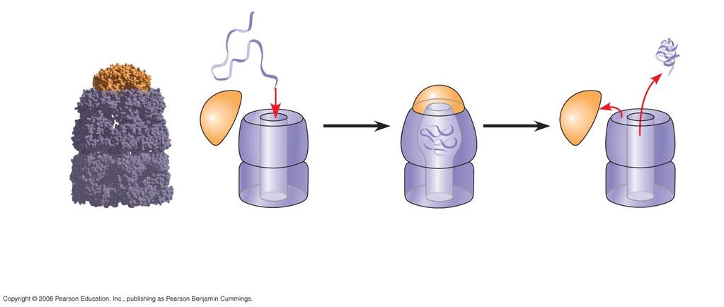 What Determines Protein Structure?