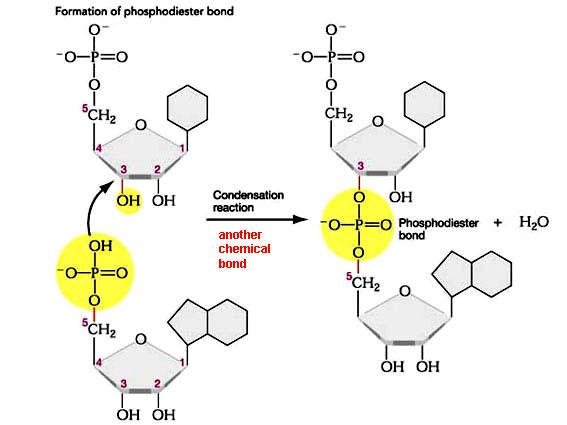 Nucleo9de Polymers linked together to build a polynucleo9de Adjacent nucleo9des joined by phosphodiester bonds (covalent) between the OH group on the 3ʹ carbon of one nucleo9de and the phosphate on