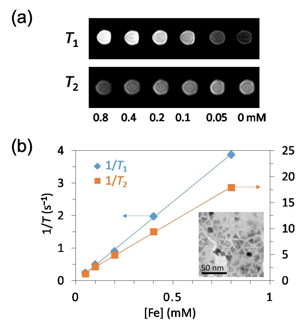 Fig. S11. (a) T 1 - and T 2 -weighted phantom imaging of triangular Fe 3 O 4 nanoplates.