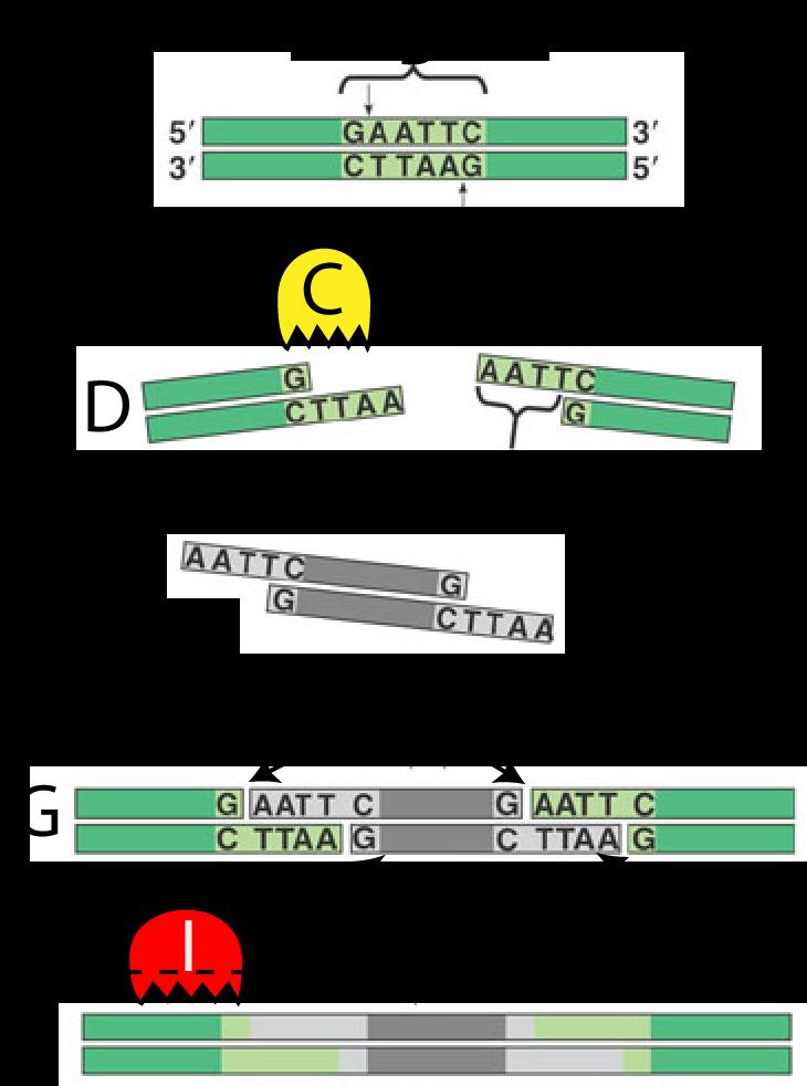 5b. In the space below, briefly summarize the two ways that the DNA for human insulin was acquired (so that it could later be inserted into a plasmid). 9.
