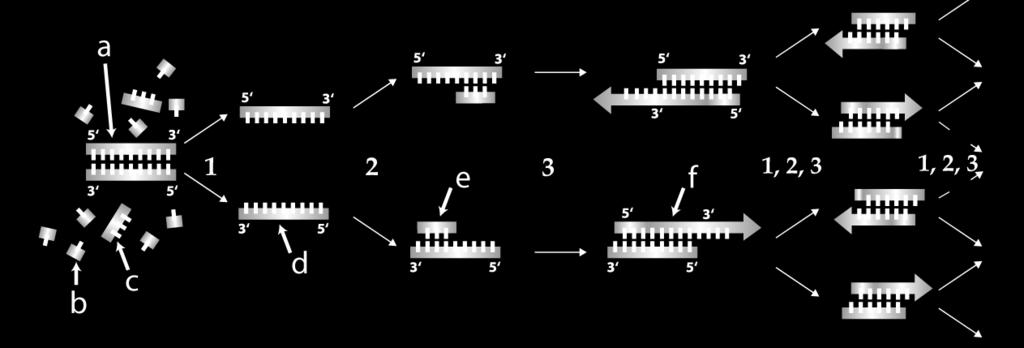 3. Take the PCR Quiz Create a key to the diagram below. 1. 2. 3. a. b. c. d. e. f.