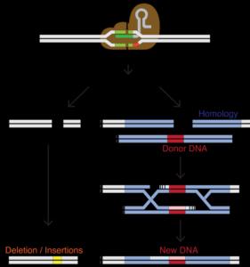 One of the most important things with CRISPR-Cas9 is what happens after it cleaves target DNA.