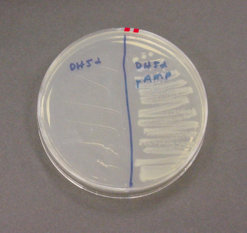 genotype) Streak plate dilute culture by streaking Single colonies started
