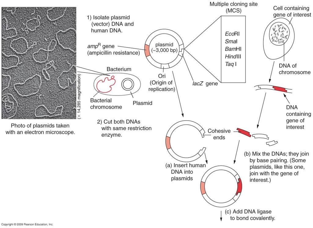 Plasmid structure and function Prokaryotic structure, used in biotechnology to handle and manipulate DNA sequences Circular Specific sequences needed Origin of replication Something to use for