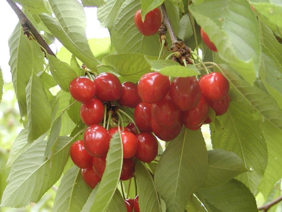COST 1104 Sustainable production of high-quality cherries for the European market COST meeting Zagreb, 25th