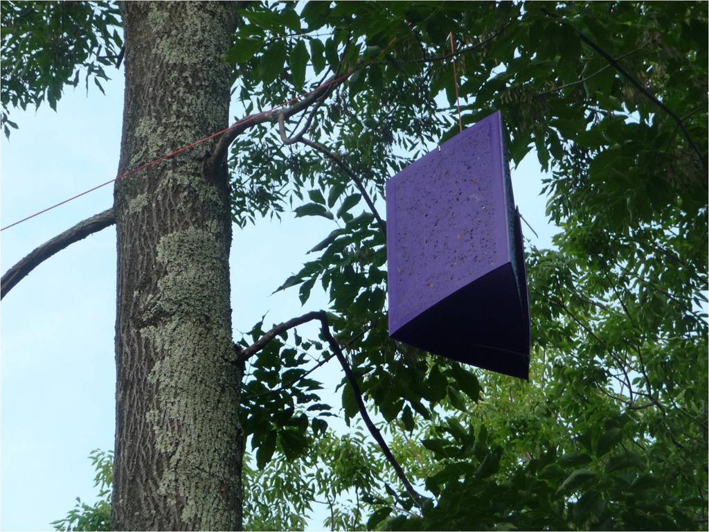 Forest Health Surveys Massachusetts Department of Conservation and Recreation (DCR) Forest Health Program staff deployed 713 purple panel traps to monitor emerald ash borer in the four western