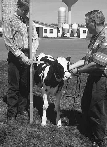 1 Monitoring Dairy Heifer Growth Body Condition of Dairy Heifers Body condition scoring is an additional tool that can be used to evaluate the overall nutrition and management of a heifer program.