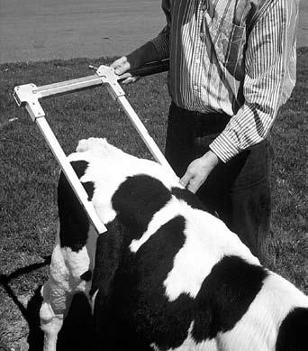 Penn State Calf and Heifer Growth Chart Holstein Body Length* Length 7