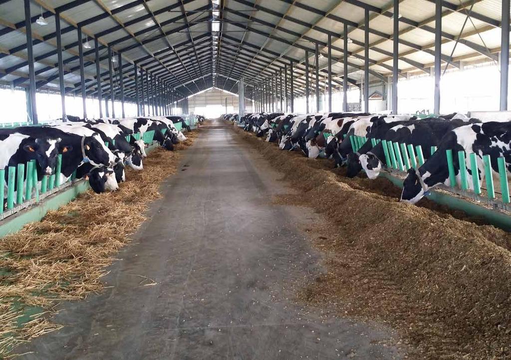 This is the largest barn for dairy cows in France, until now.