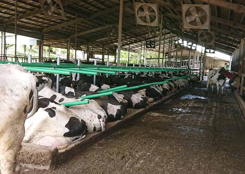 Project Facts Notice, cows lying in position that makes stalls dirty Herd Barn Product Location Reference 150