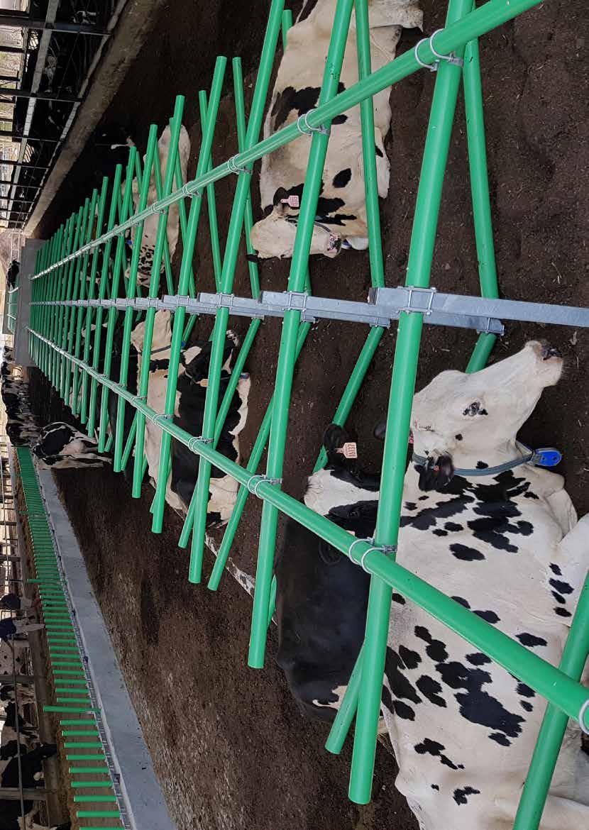 Project Facts Herd Output Milking Barn Products 1,000 cows (SDM/Holstein of which 100 fresh cows are in section with Cow-Welfare products All 1,000 cows: 41.6 kg/cow daily average 100 fresh cows: 40.