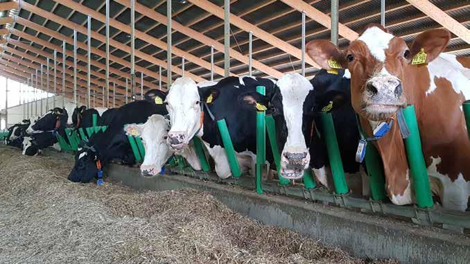 CW LatexSoft Veit Mohr, Germany The cows are very relaxed and the heat cycles so