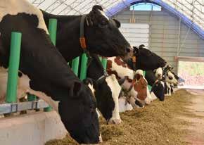 5 kg milk per day Same amount of feed, just more milk Output Milking Cell count Yield 40.5 kg. daily average Fat 4.