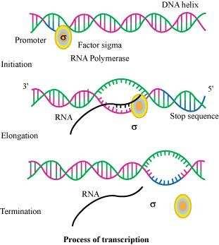 (b) Polymorphism Polymorphism is a form of genetic variation in which distinct nucleotide sequence can exist at a particular site in a DNA molecule.