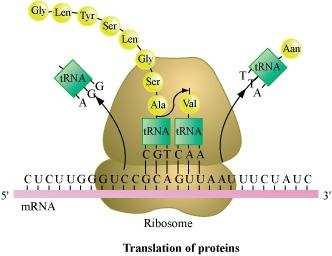 (iii) Termination During the initiation of the translation, trna gets charged when the amino acid binds to it using ATP.