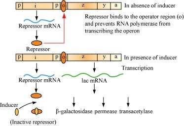 Question 11: Explain (in one or two lines) the function of the followings: (a) Promoter (b) trna (c) Exons (a) Promoter Promoter is a region of DNA that helps in initiating the process of