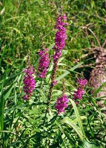PLANT NATIVE VEGETATION Deep rooted, native plants adapted to the Midwest climate can help control erosion by stabilizing banks. 5.