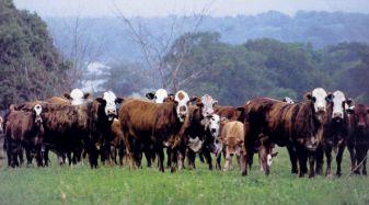 feed efficiency in feedlot progeny and mature forage-fed cows " Calves ranked