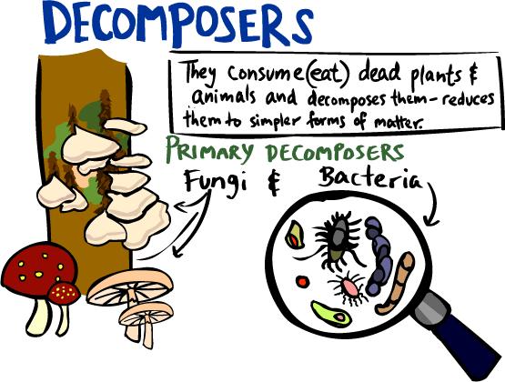 NOTES Elements must be recycled in ecosystems Decomposers recycle nutrients (C, N, P, S ) Bacteria and Fungi Release elements trapped in living