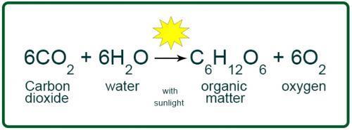 Formula for photosynthesis