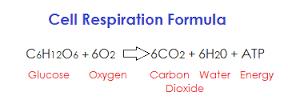 Formula for respiration (process