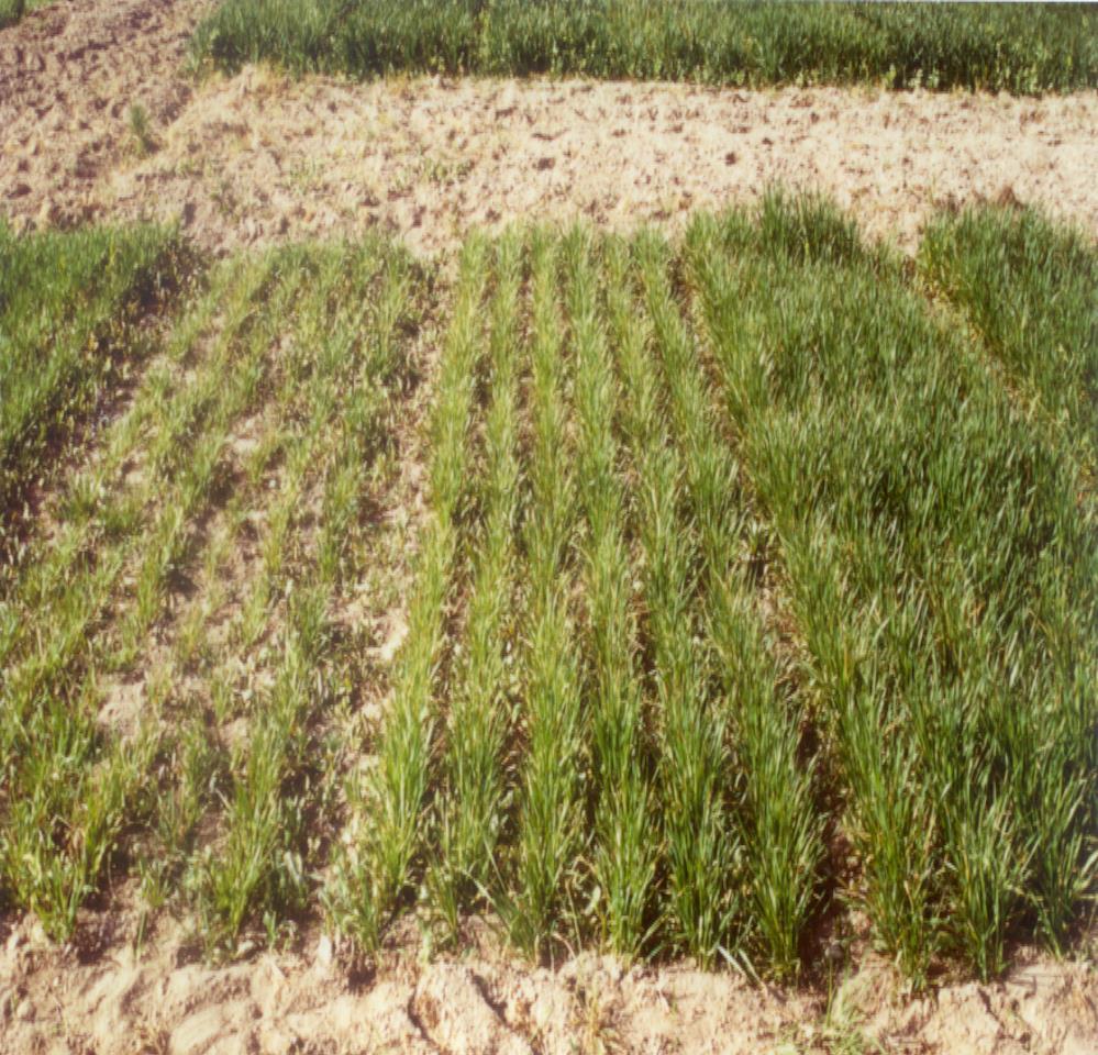 Seedling emergence - % Influence of Seed Content on Growth of Bread Wheat in a Zinc-Deficient Soil in Central Anatolia 12 mg /kg 25 mg /kg 55 mg /kg Source: Ekiz et al., 1998, J. Plant Nutr.
