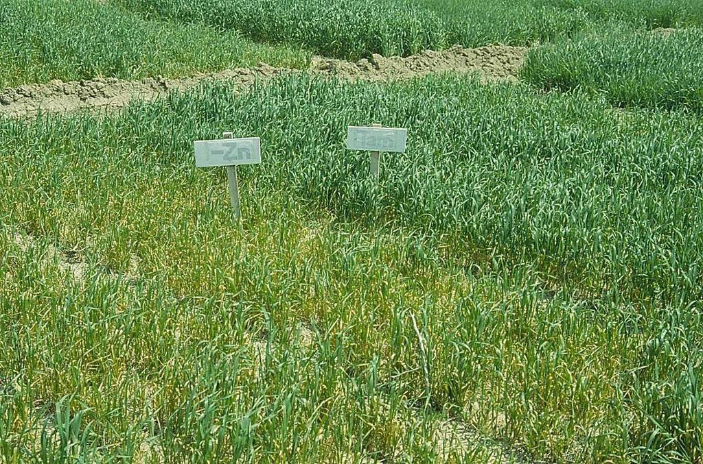 Effect of soil applications of micronutrients (5 kg ha -1 ) on grain yield of wheat and barley.