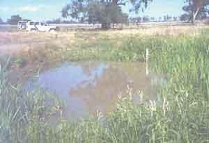 The majority of cotton farms in Australia use furrow irrigation.