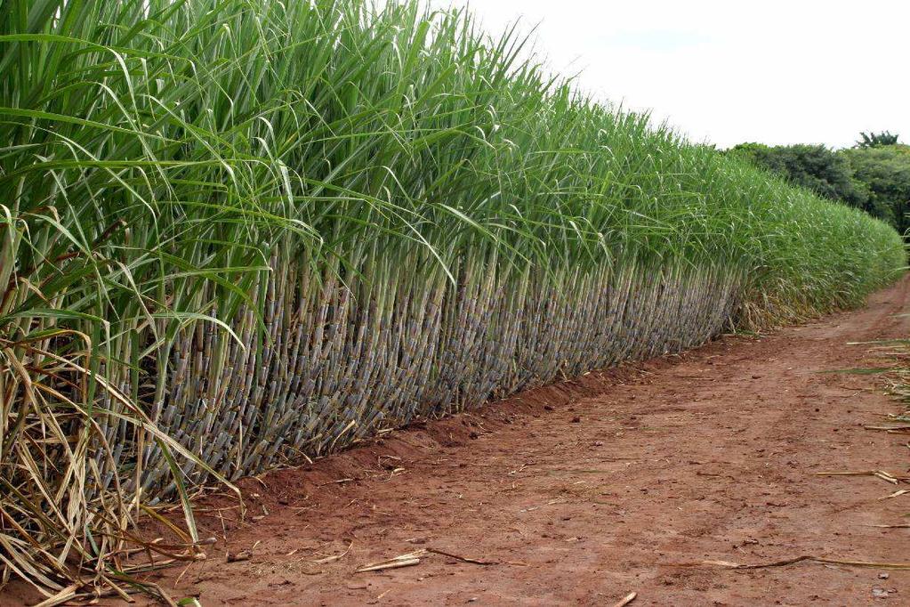 Energy cane Sugarcane high fiber content varieties Increase biomass by cane stalks fiber increase Parameters under study Impact on milling/diffusers capacity Impact on sugar extraction Impact