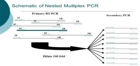 Nested PCR Nested PCR involves two sets of primers Nested reaction includes: 1. Outer PCR (PCR1) 2. Dilution 3.