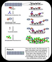 Protein microarray: Protein Protein