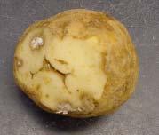 EPPO Standards on phytosanitary procedures for specific potato pests PM 3/59(2)