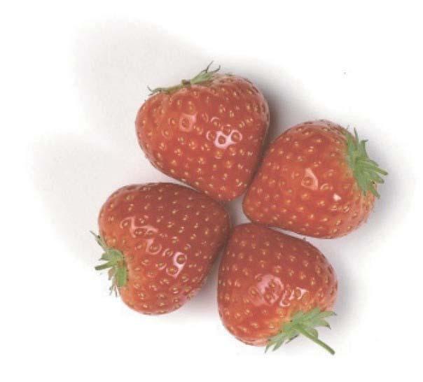 PM 3/83 (1) Fragaria plants for planting