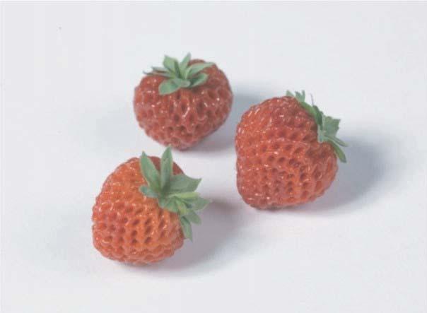Garden strawberry Pineberry Strasberry PM 3/73