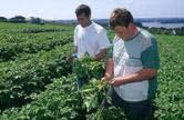 microplants of potato PM 3/63(2) Production of pathogen-free minitubers of