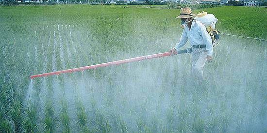 PESTICIDES Farmers use chemical pesticides to
