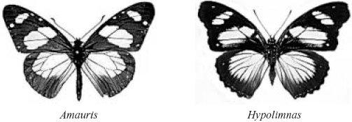 In your explanation, use the ideas of selection, competition and mutation. (Total 4 marks) 4 The drawings show two different species of butterfly. Both species can be eaten by most birds.