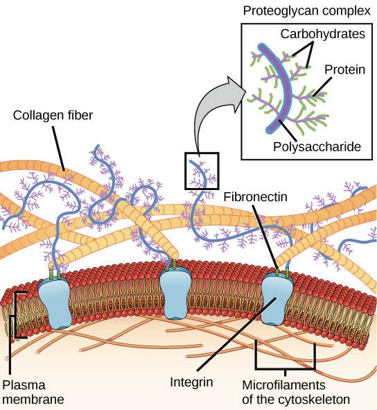 Plasma surface functionalization of biodegradable electrospun scaffolds... Figure 2. Schematic representation of the ECM structure in contact with a cellular membrane (open source) [21] 6.3.
